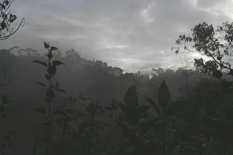 Maquipucuna_Cloud_Forest.jpg