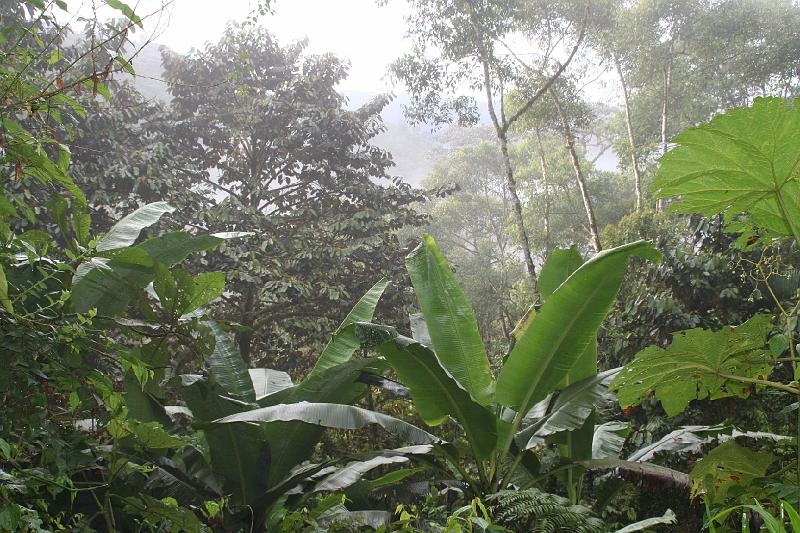 Maquipucuna_Cloud_Forest_1.jpg