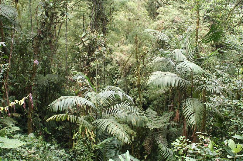 Maquipucuna_Cloud_Forest_10.jpg