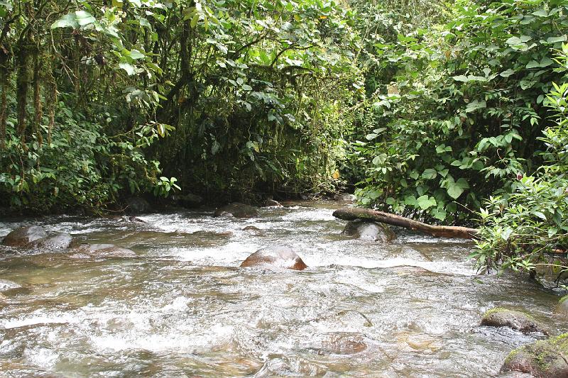 Maquipucuna_Cloud_Forest_11.jpg