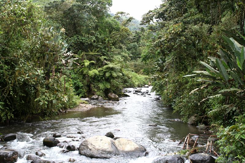 Maquipucuna_Cloud_Forest_13.jpg