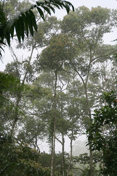 Maquipucuna_Cloud_Forest_2.jpg