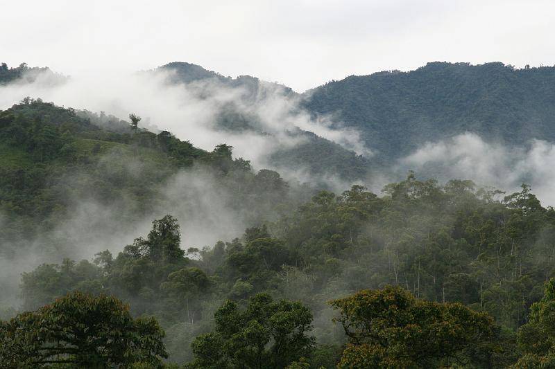 Maquipucuna_Cloud_Forest_3.jpg