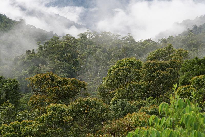 Maquipucuna_Cloud_Forest_5.jpg