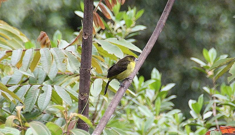 Maquipucuna_bird_watching_2.jpg