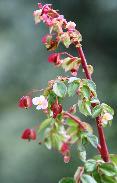 Maquipucuna_flower_11.jpg