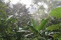 Maquipucuna_Cloud_Forest_1