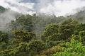 Maquipucuna_Cloud_Forest_5