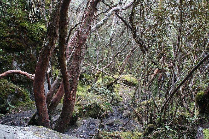 Cajas_Polylepis_forest_2.jpg