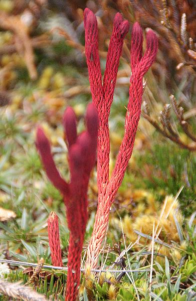 Cajas_bloemen_10.jpg