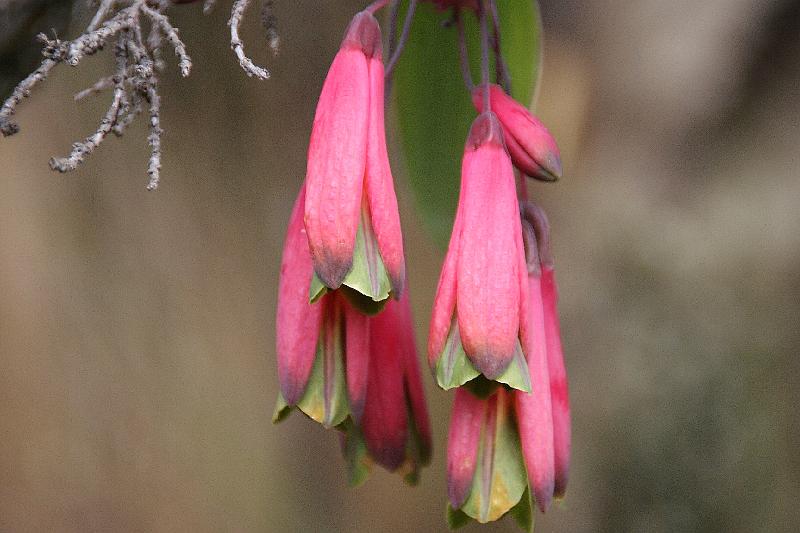 Cajas_bloemen_16.jpg