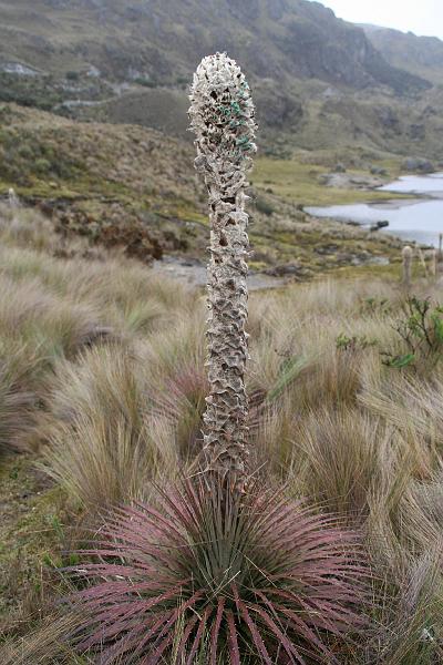 Cajas_bloemen_2.jpg