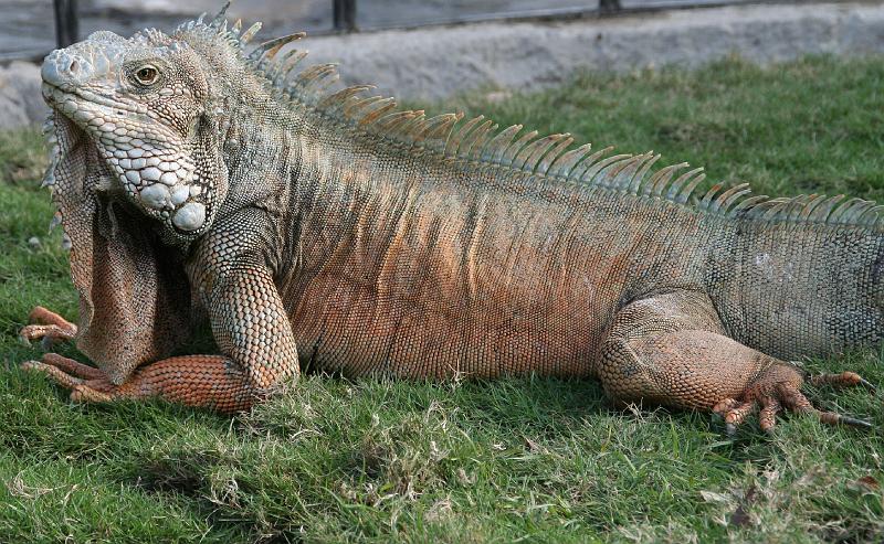 Guayaquil_Parque_Bolivar_iguanas.jpg