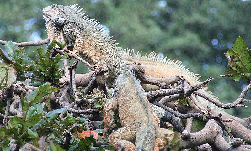 Guayaquil_Parque_Bolivar_iguanas_3.jpg