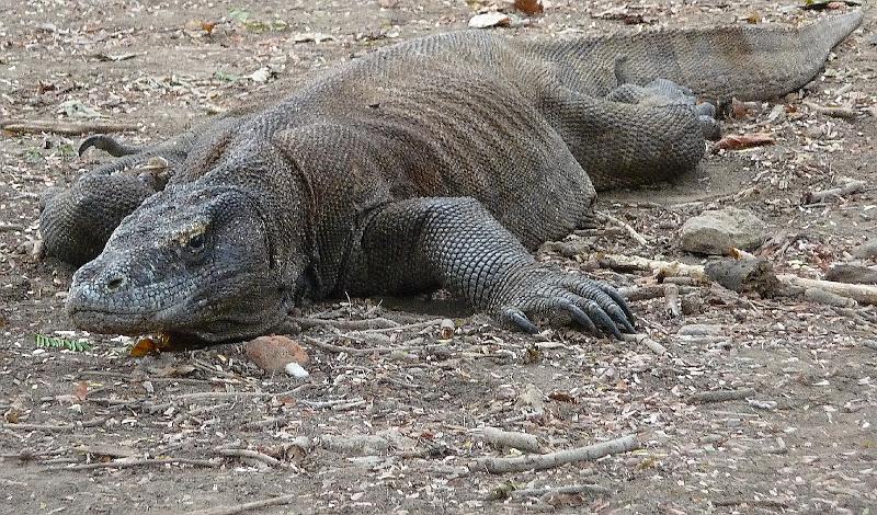 komodovaraan1.jpg