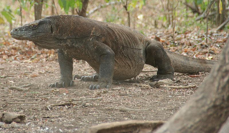 komodovaraan10.jpg