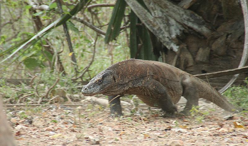 komodovaraan11.jpg