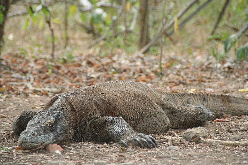 komodovaraan6.jpg