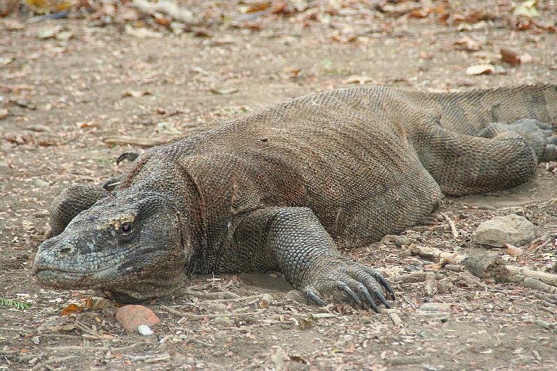 komodovaraan7.jpg