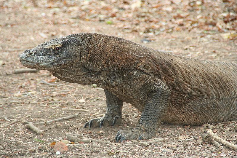 komodovaraan9.jpg