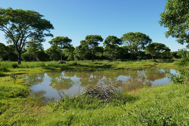 153-Pantanal-071-safari-dag-2-voormiddag.jpg