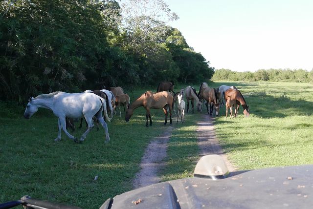 160-Pantanal-132-safari-dag-2-late-namiddag.jpg
