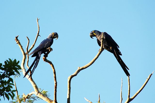 176-Pantanal-canon-064.jpg - Macaws of hyacintara’s.