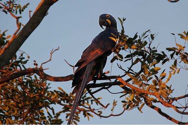 190-Pantanal-canon-085.jpg - En er houden zich nog andere papagaaien verscholen.