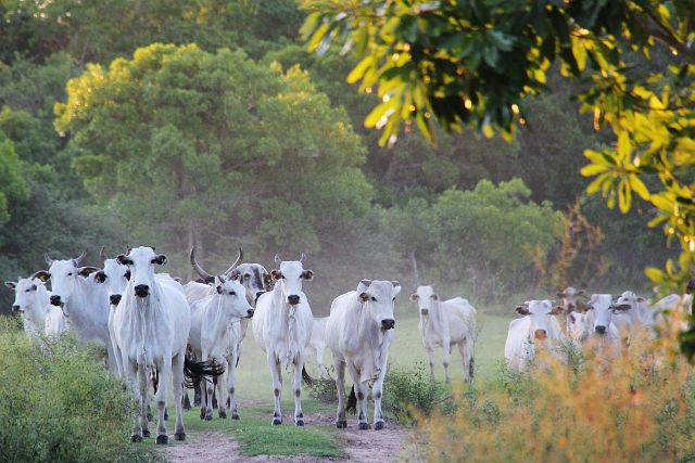 200-Pantanal-canon-174.jpg - Op de terugweg naar huis komen we nog een verbaasde kudde koeien tegen.