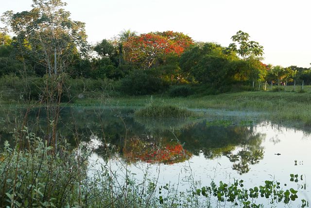 205-Pantanal-187-dag-3-ochtend.jpg