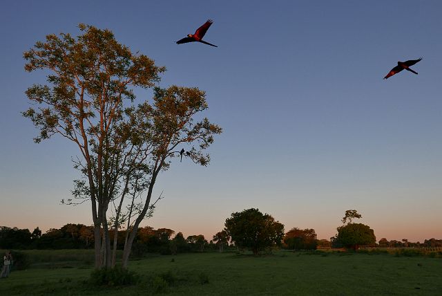 209-Pantanal-canon-186.jpg - Het vogelconcert is subliem en de ochtendstemming adembenemend mooi.