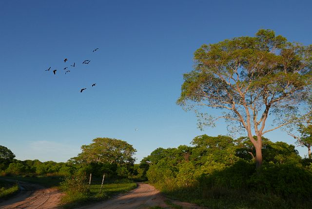 210-Pantanal-193-dag-3-ochtend.jpg