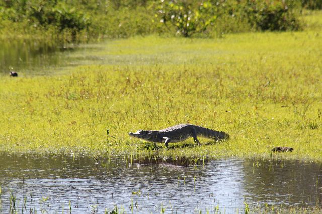 238-Pantanal-canon-232.jpg - Hoe lieflijk deze vijver ook is, een kaaiman kan altijd komen aanzwemmen.