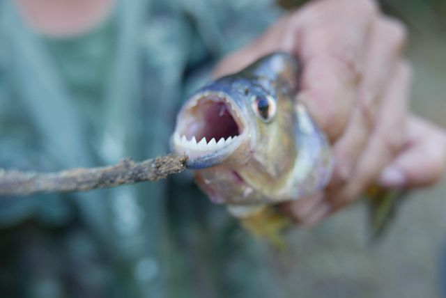 263-Pantanal-237-dag-4-vissen.jpg - Geloof het maar, piranha’s zijn roofvissen.