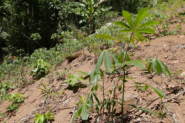 348-Paraty-277-ponta-negra.jpg - Maniok of cassave is een kleine struik met handvormige bladeren die 2 tot 3 meter hoog kan worden. Het zijn de ondergrondse knollen (wit omgeven door een dikke bruine schil) die gegeten worden. 