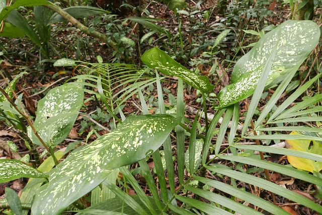 354-Paraty-206-ponta-negra.jpg - Dieffenbachia.