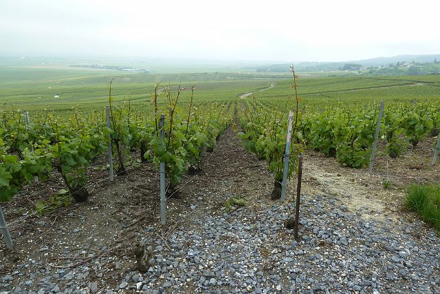 022-champagneroute-naar-Epernay-09.jpg - Af en toe strekken we even de benen tussen de wijngaarden.
