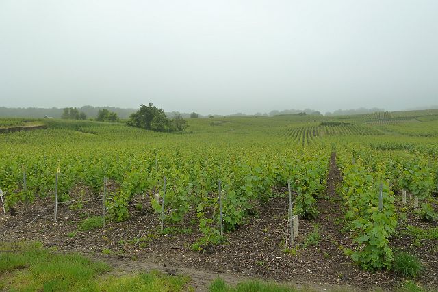 053-oger-10.jpg - Ochtendwandeling tussen de wijngaarden.