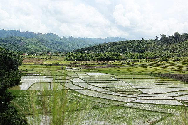 008-Luang-Nam-Tha-12.jpg - ... maken we kennis met de rijstschuur van Azië. 