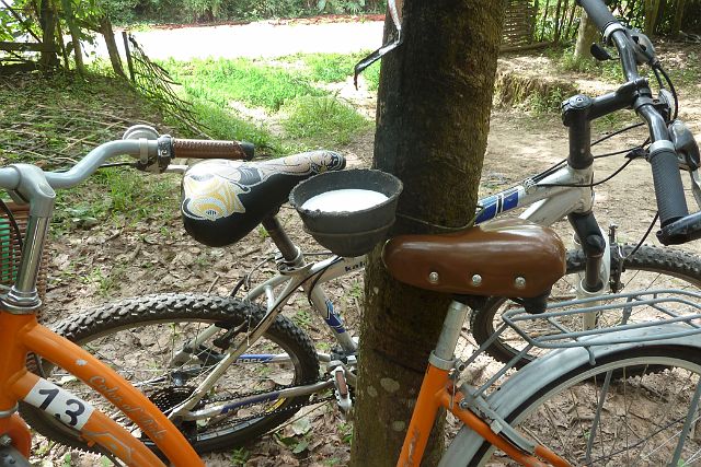 025-Luang-Nam-Tha-fietstocht-09.jpg - Een kijkje nemen op een rubberplantage.
