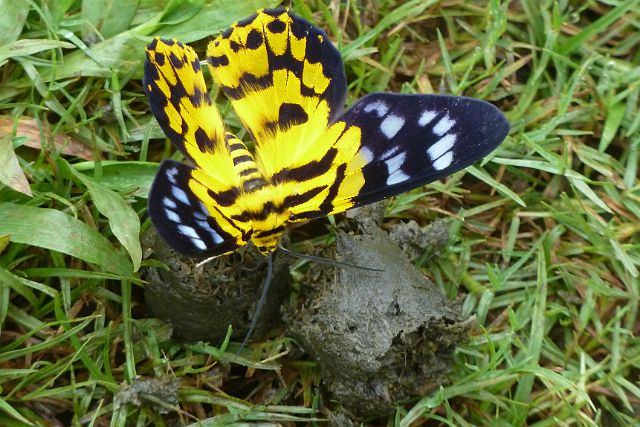 112-Luang-Nam-Tha-trektocht-145.jpg - Een vlinder is ook al bij het ontbijt!
