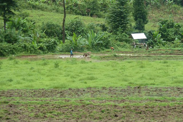 114-Luang-Nam-Tha-trektocht-149.jpg - De mensen werken op hun rijstvelden.