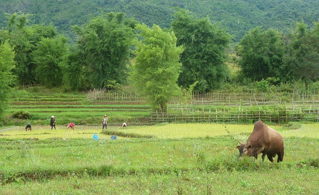 233-Phonsavan-037.jpg - De Laotianen zijn aan ’t werk op hun rijstvelden.
