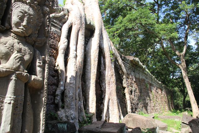 725-Siem-Reap-307.jpg - De tempel is ommuurd en ook hier ze je hoe de natuur haar werk doet.