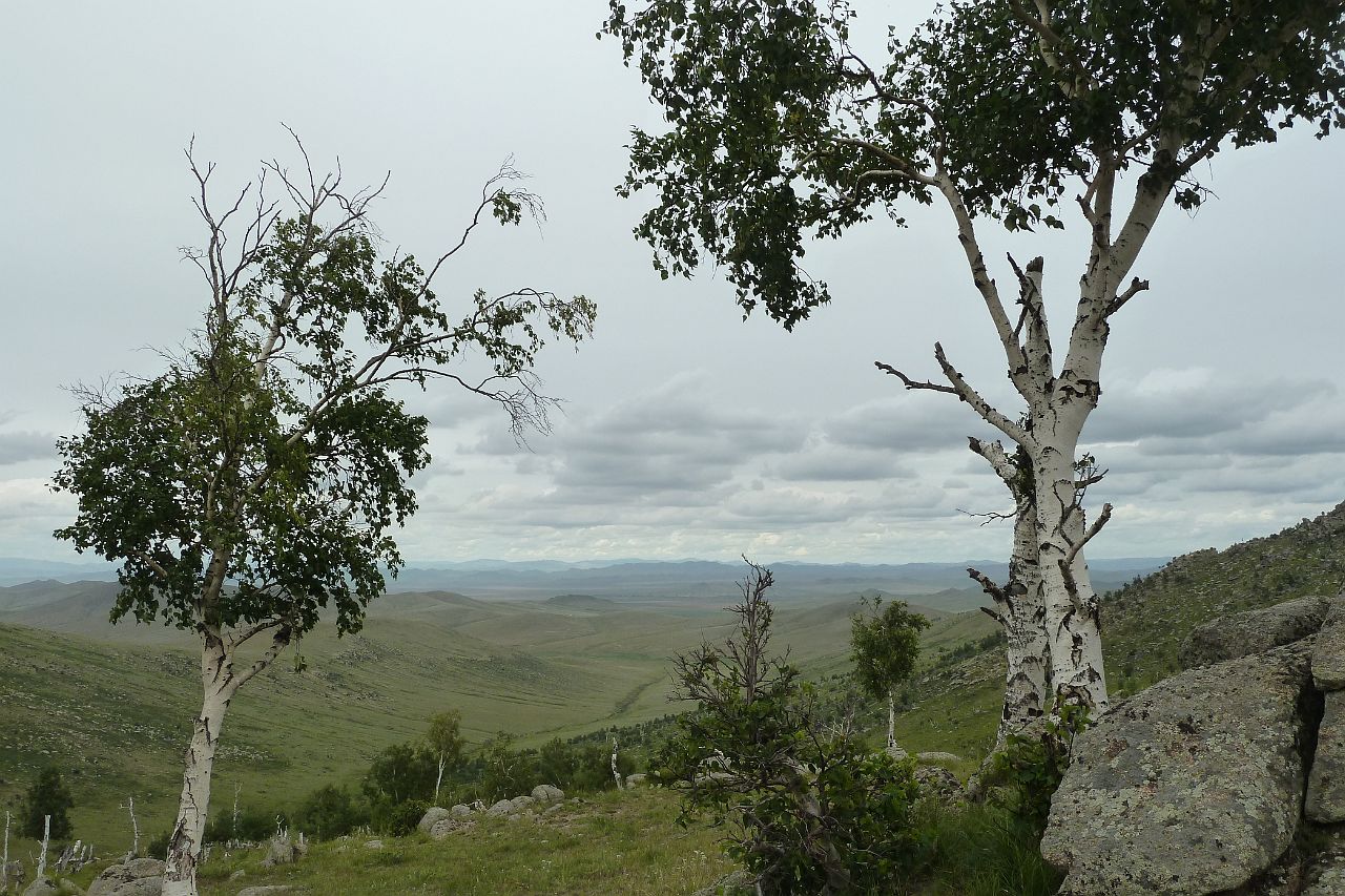 070-Hustai-NP-017.jpg - Steppegebied wordt onderbroken door geïsoleerde berkenbossen.