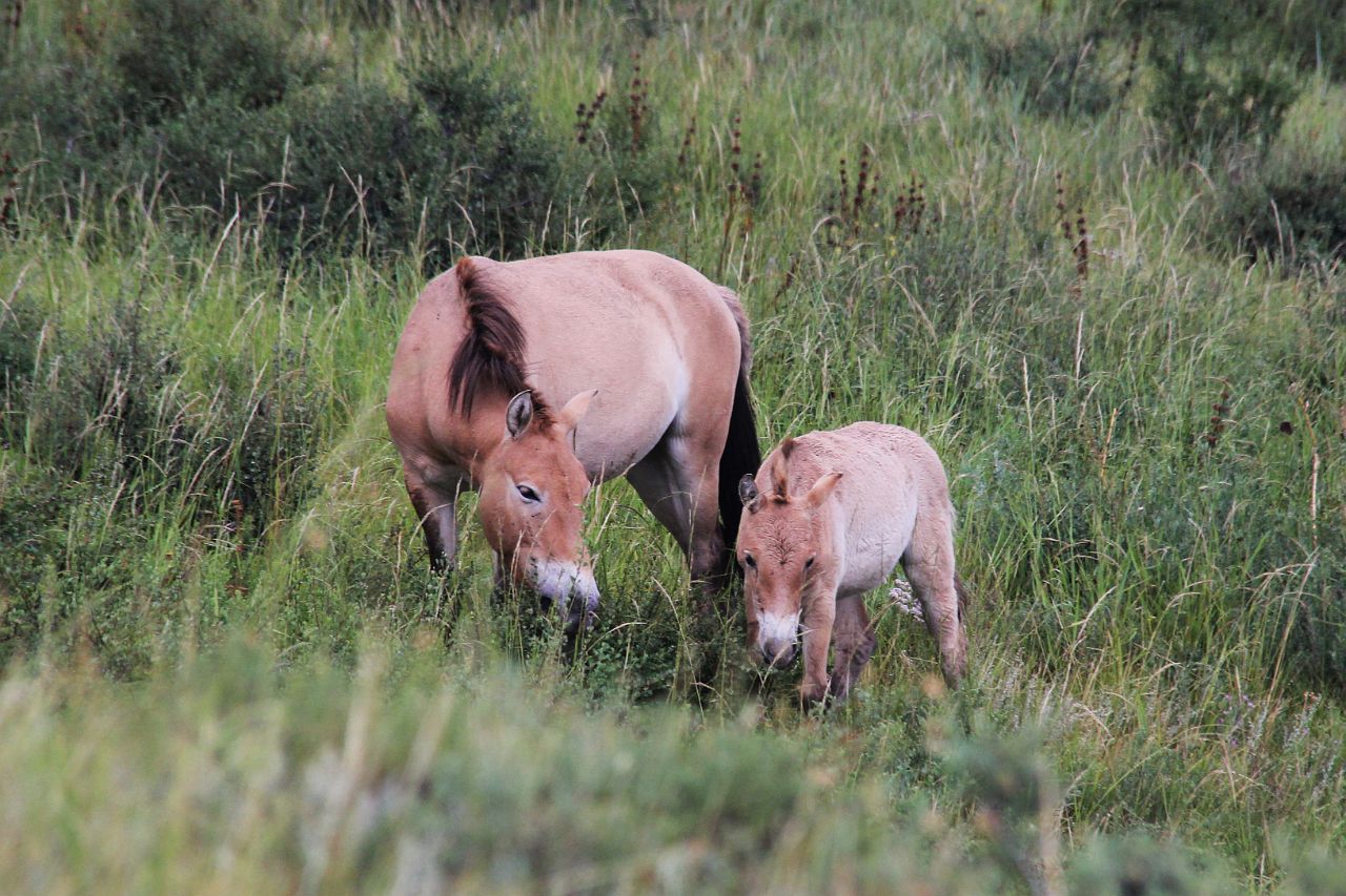 103-Hustai-NP-149-przewalski.jpg - Takhi is de Mongoolse naam voor Przewalskipaard. Deze paarden werden in 1879 ontdekt in het grensgebied tussen Mongolië en China. In 1968 werden ze voor het laatst in het wild gespot. In de jaren '80 werden ze terug geïntroduceerd in Mongolië. Et voilà, hier zijn ze!