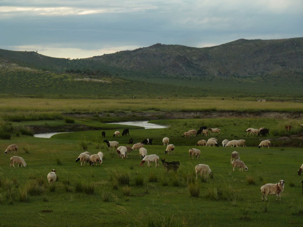 185-gurvanbulag-266-gerkamp.jpg - Elke nomadenfamilie heeft een grote veestapel.