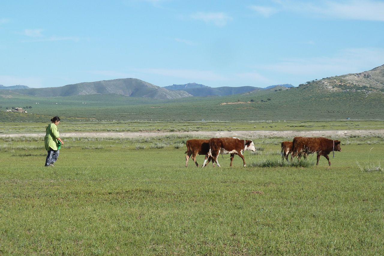 186-gurvanbulag-072-gerkamp.jpg - Koeien worden naar de melkplaats gedreven.
