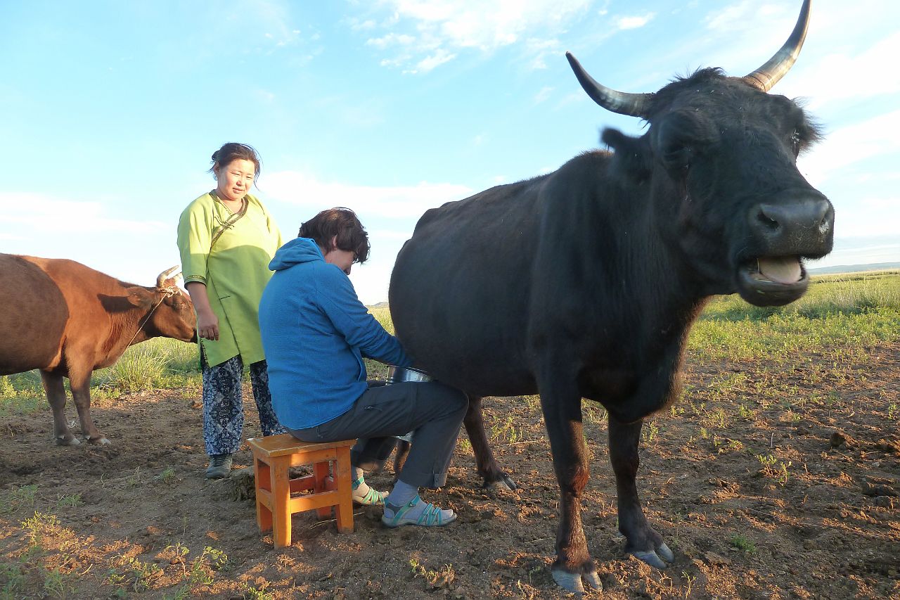 190-gurvanbulag-092-gerkamp.jpg - Nooit gedacht dat ik tot in Mongolië moest komen om een koe te melken!