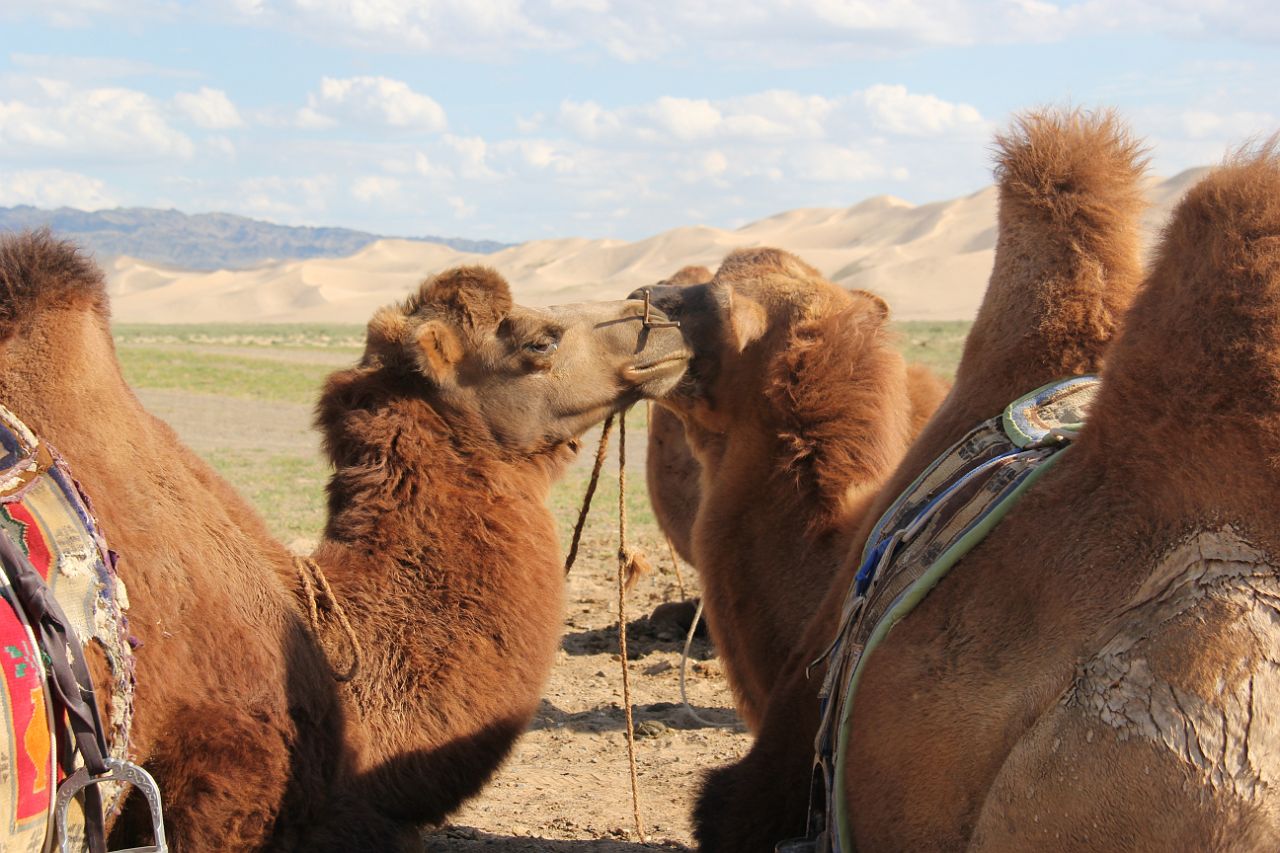 517-Khongoryn-Els-075.jpg - Heb je gezien hoe die toerist van de kameel stapte?